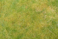 Close-up of a lawn with lots of moss in it