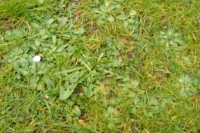 Close-up of lawn with lots of weeds in it