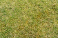 This was a lawn before treatment