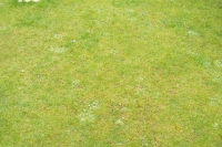 Another lawn before treatment