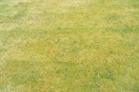 Lawn with lots of moss in it