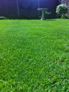 lawn after treatment (5)